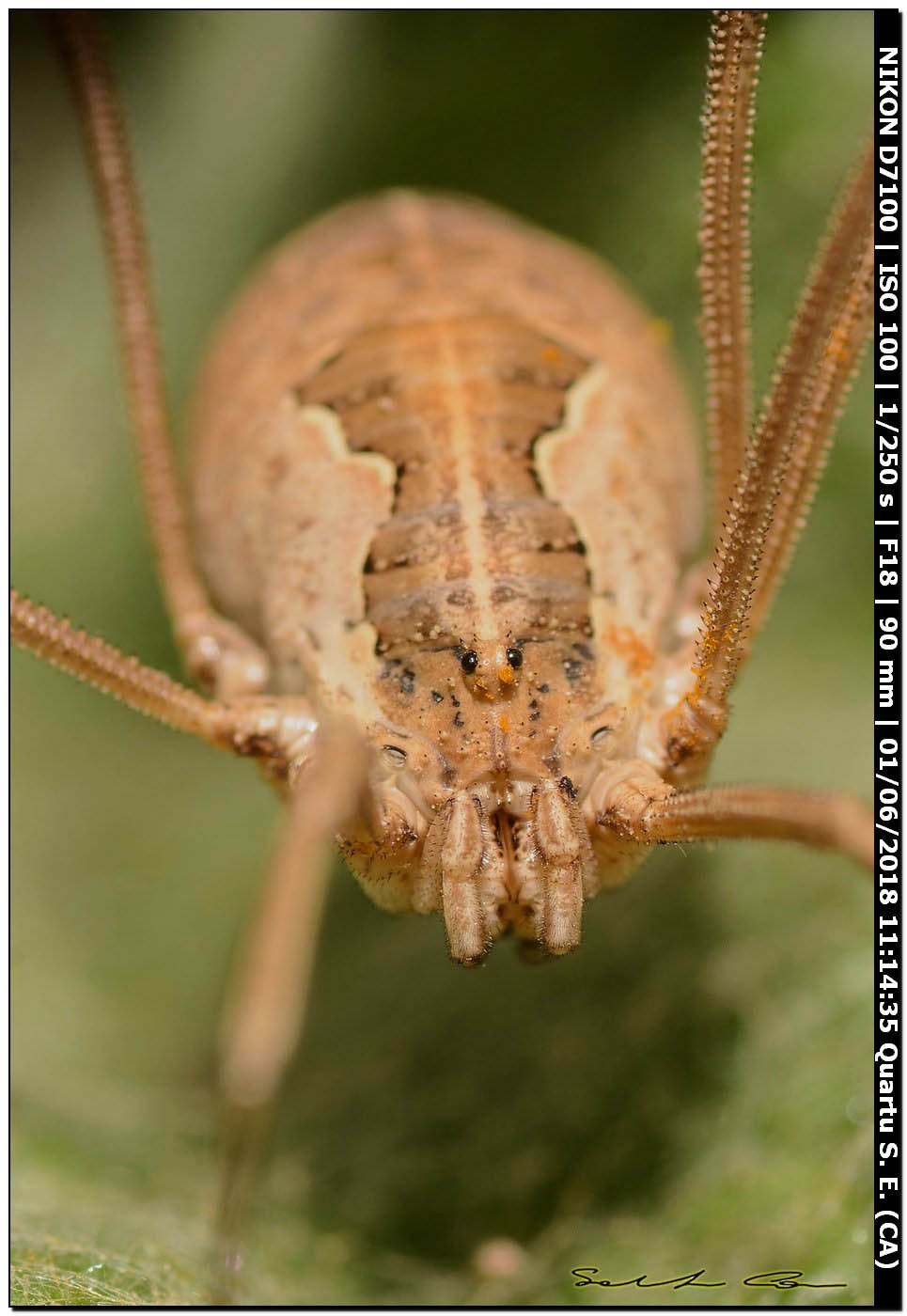 Metaphalangium cirtanum (C.L.Koch 1839) Phalangiidae.